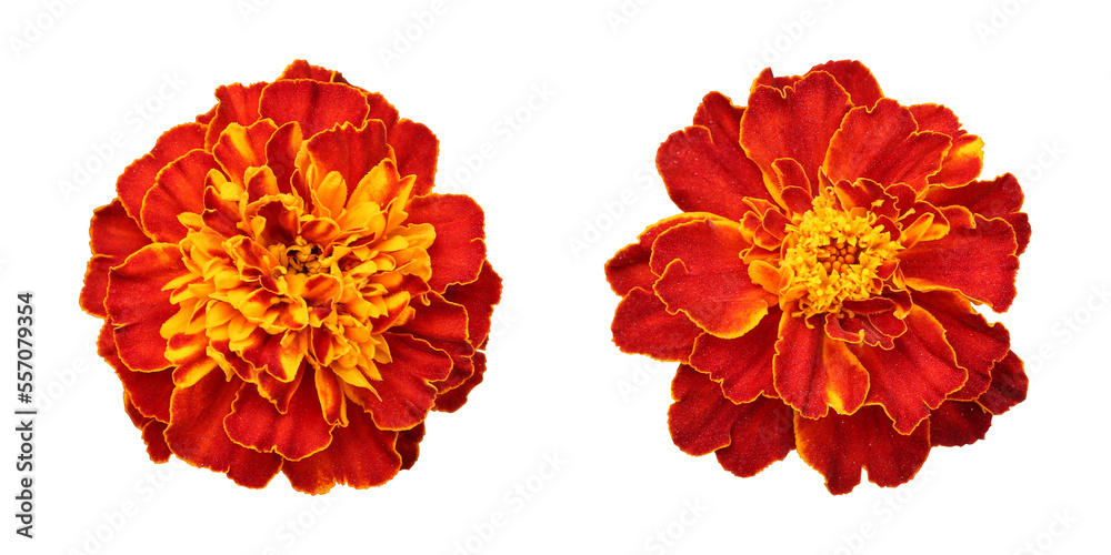Red orange marigold flower isolated on  transparent background	