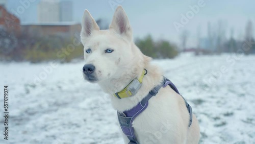 A dog with white eyes enjoying in white snow of Husky - Siberian photo