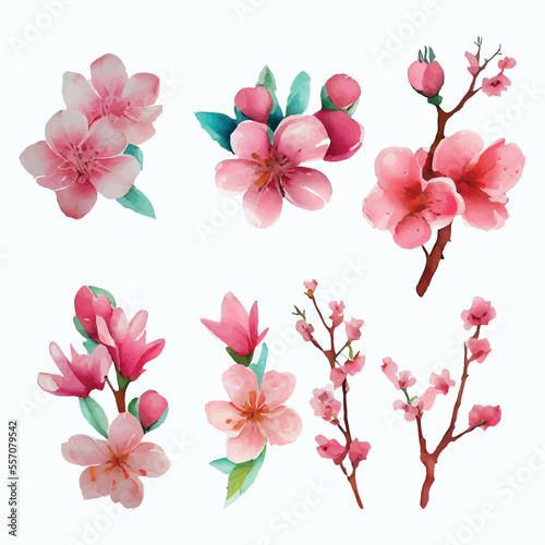 Set of Beautiful Watercolor Flowers pink cherry blossom collection