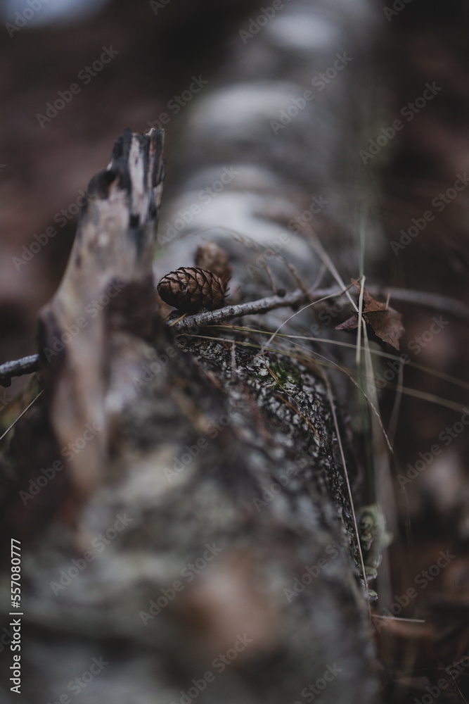 tree details