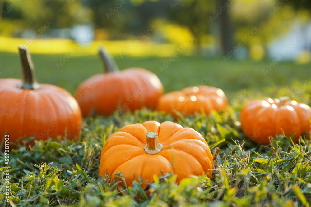 Fresh ripe orange pumpkins on green grass Fresh ripe orange pumpkins on green grass
