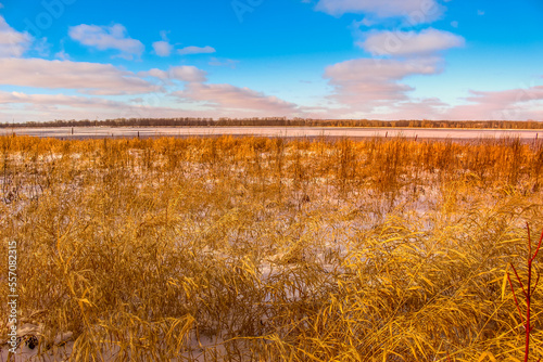Cattail bushs by the Ottawa River in the winer