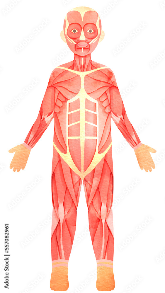 ヒトの全身の筋肉の水彩風イラスト ヒトの全身の筋肉の水彩風イラスト