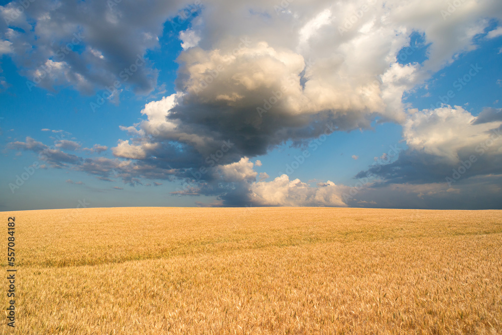 Landscape showing a golden wheat field and a blue sky with white clouds on a sunny summer day Landscape showing a golden wheat field and a blue sky with white clouds on a sunny summer day