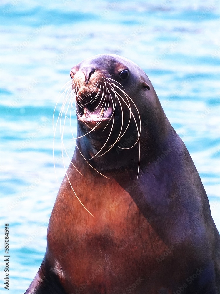 Fototapeta premium 人気のトドショー