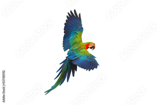 Valokuvatapetti Colorful Harlequin macaw flying isolated on transparent background png file
