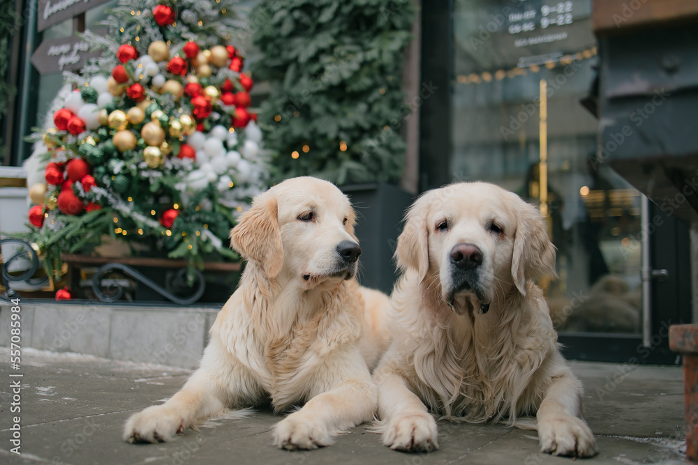 golden retriever for new year and Christmas in a country house golden retriever for new year and Christmas in a country house