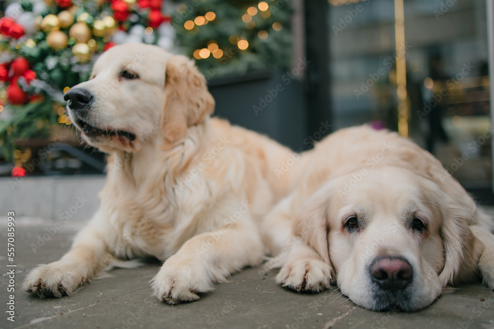golden retriever for new year and Christmas in a country house golden retriever for new year and Christmas in a country house