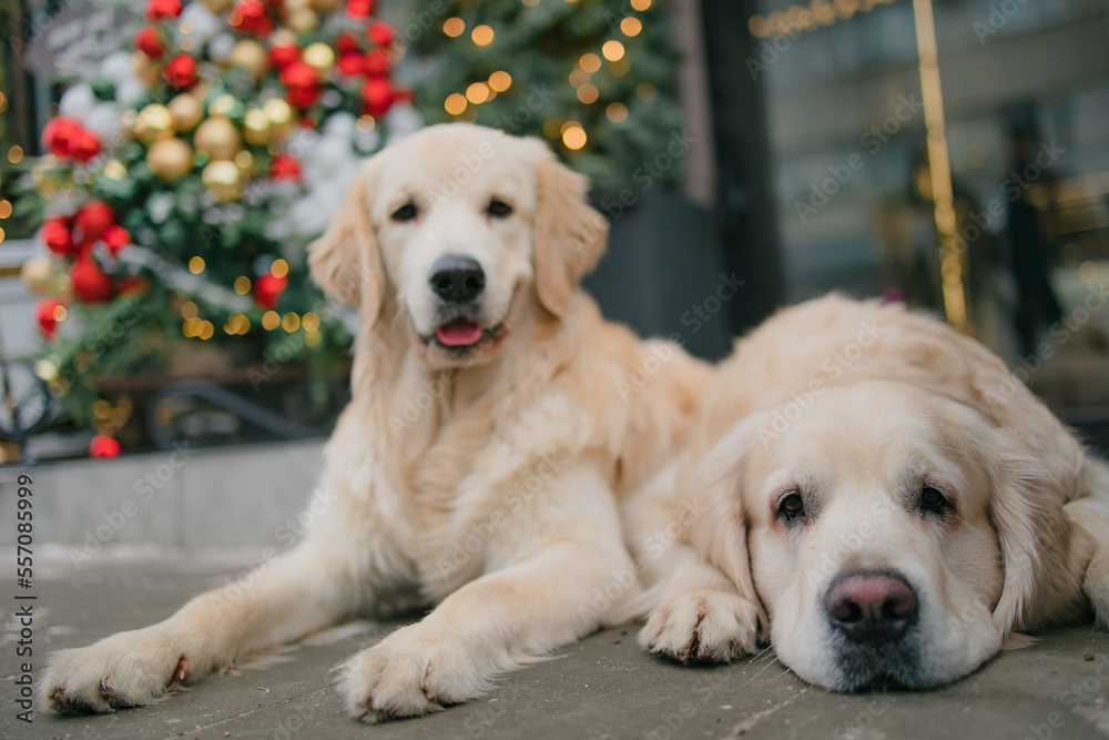 golden retriever for new year and Christmas in a country house golden retriever for new year and Christmas in a country house