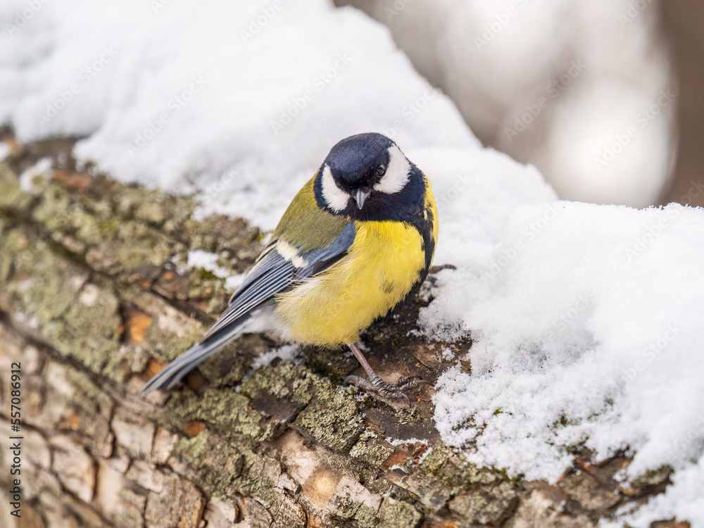 Fototapeta premium A tit is looking for food on a tree trunk.