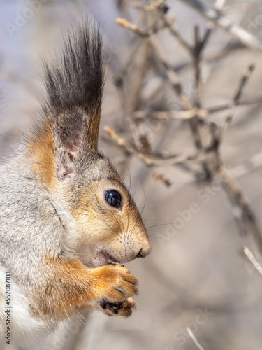 The squirrel with nut sits on tree in the winter or late autumn. Portrait of the squirrel close-up