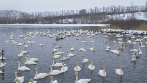 Wallpaper Mural Wild whooper swans on the lake. Wild whooper swans feeding on lake in winter. Torontodigital.ca