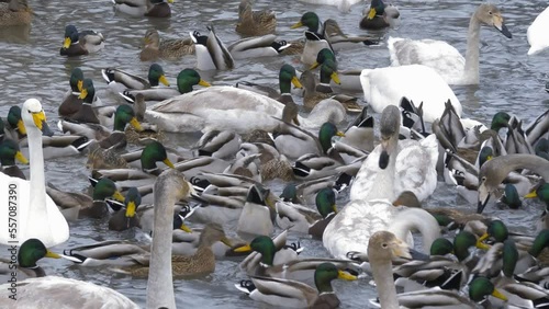 Wallpaper Mural Wild whooper swans on the lake. Wild whooper swans feeding on lake in winter. Torontodigital.ca