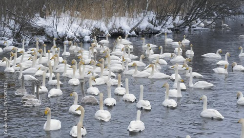 Wallpaper Mural Wild whooper swans on the lake. Wild whooper swans feeding on lake in winter. Torontodigital.ca