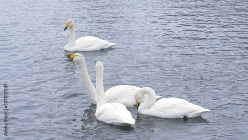 Wallpaper Mural Wild whooper swans on the lake. Wild whooper swans feeding on lake in winter. Torontodigital.ca