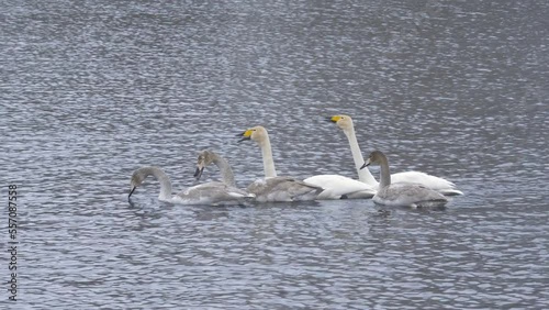 Wallpaper Mural Wild whooper swans on the lake. Wild whooper swans feeding on lake in winter. Torontodigital.ca