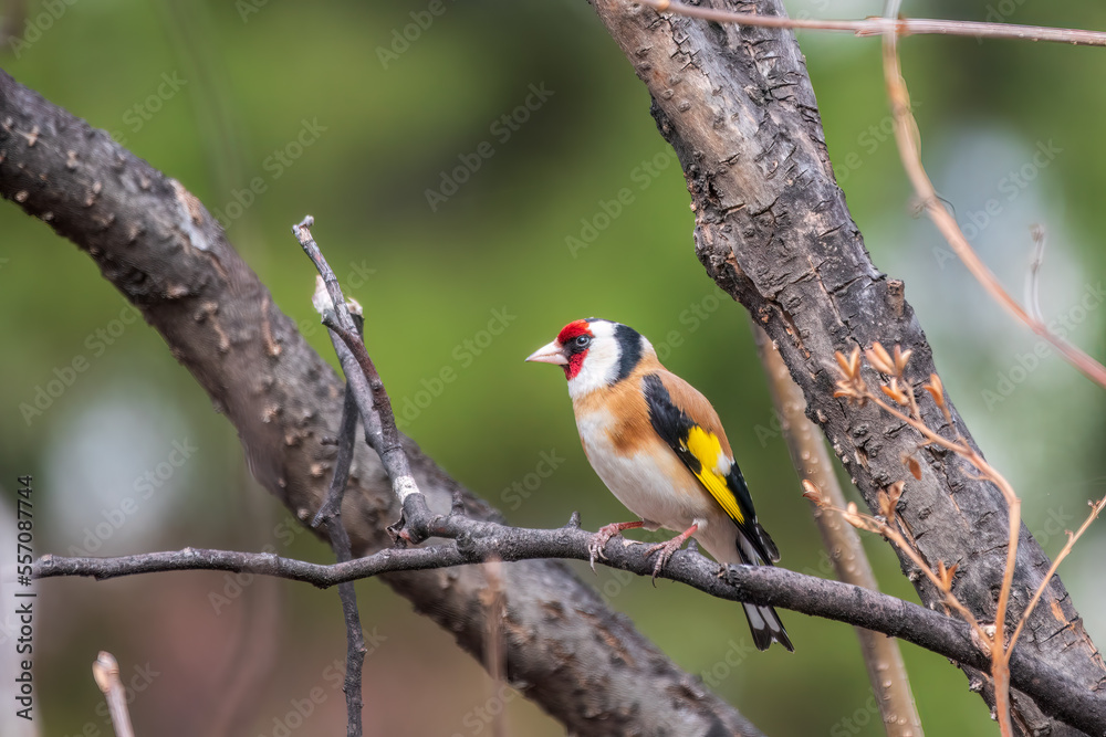 The European goldfinch or simply the goldfinch, Carduelis carduelis, sits on a branch in spring on green background. The European goldfinch in wildlife. The European goldfinch or simply the goldfinch, Carduelis carduelis, sits on a branch in spring on green background. The European goldfinch in wildlife.