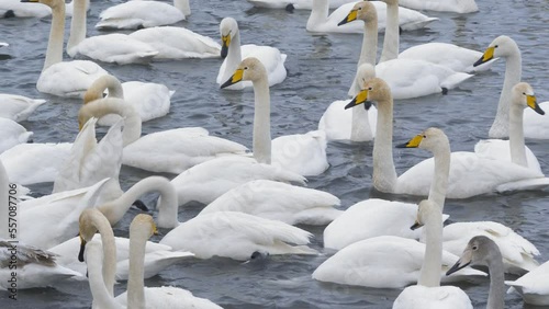 Wallpaper Mural Wild whooper swans on the lake. Wild whooper swans feeding on lake in winter. Torontodigital.ca
