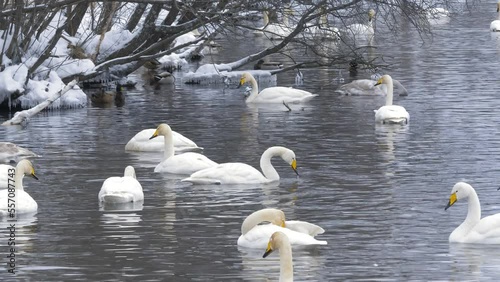 Wallpaper Mural Wild whooper swans on the lake. Wild whooper swans feeding on lake in winter. Torontodigital.ca
