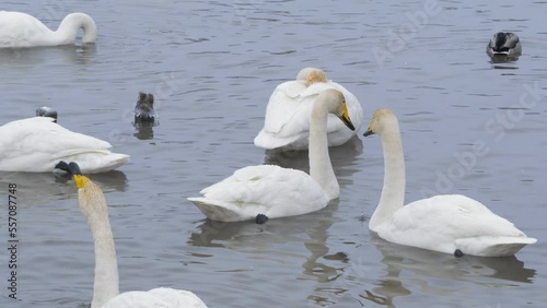 Wallpaper Mural Wild whooper swans on the lake. Wild whooper swans feeding on lake in winter. Torontodigital.ca