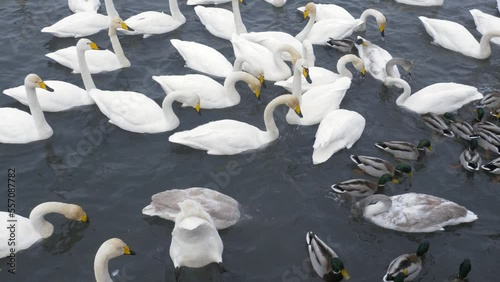 Wild whooper swans on the lake. Wild whooper swans feeding on lake in winter.
