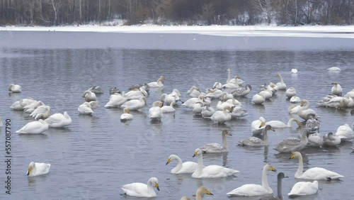 Wild whooper swans on the lake. Wild whooper swans feeding on lake in winter.