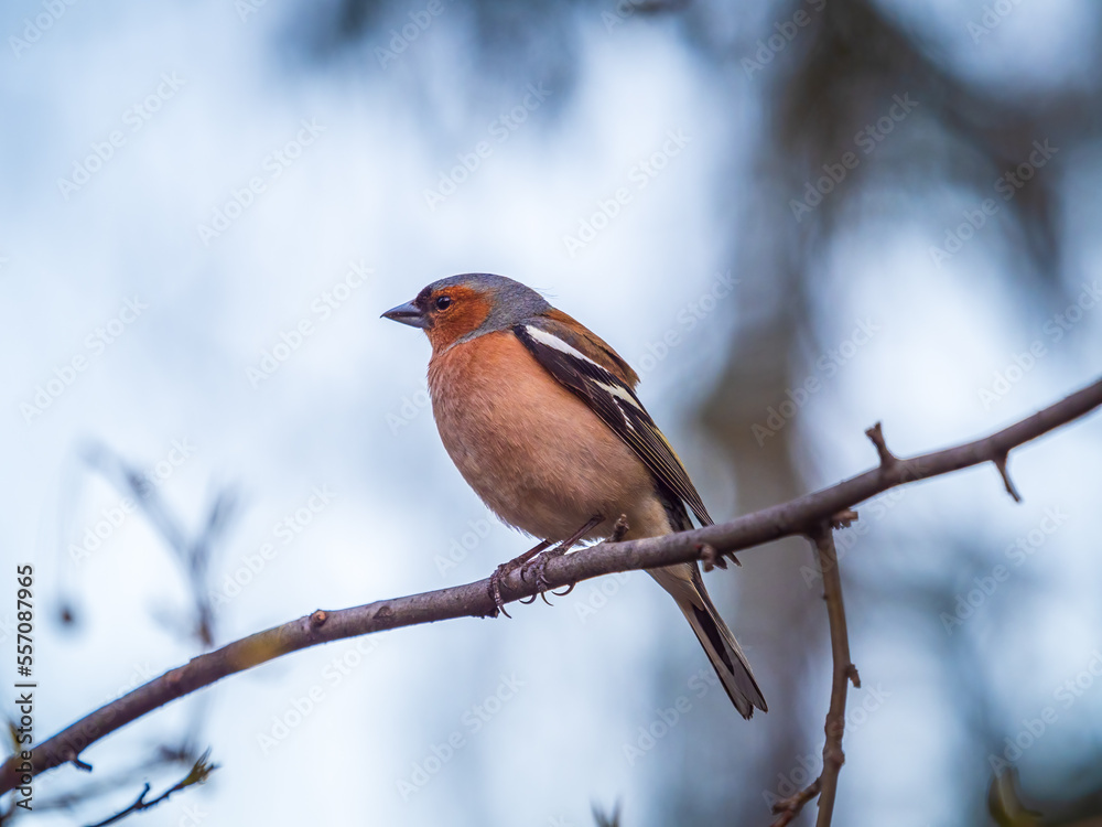 Common chaffinch, Fringilla coelebs, sits on a tree. Common chaffinch in wildlife. Common chaffinch, Fringilla coelebs, sits on a tree. Common chaffinch in wildlife.