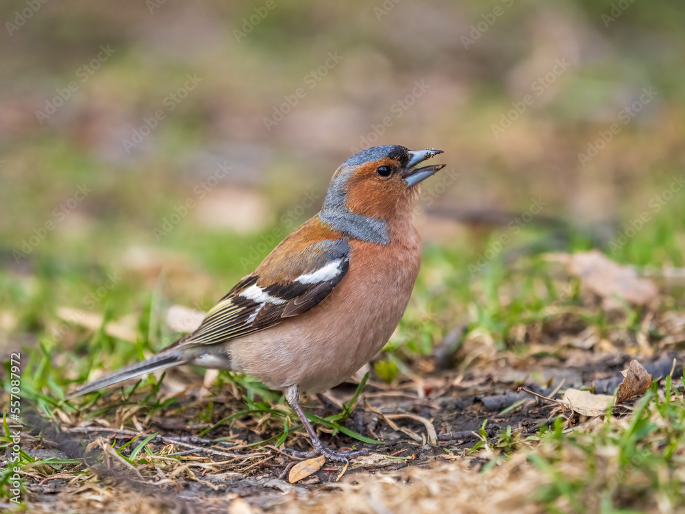 Common chaffinch, Fringilla coelebs, sits on a green lawn in spring. Common chaffinch in wildlife. Common chaffinch, Fringilla coelebs, sits on a green lawn in spring. Common chaffinch in wildlife.