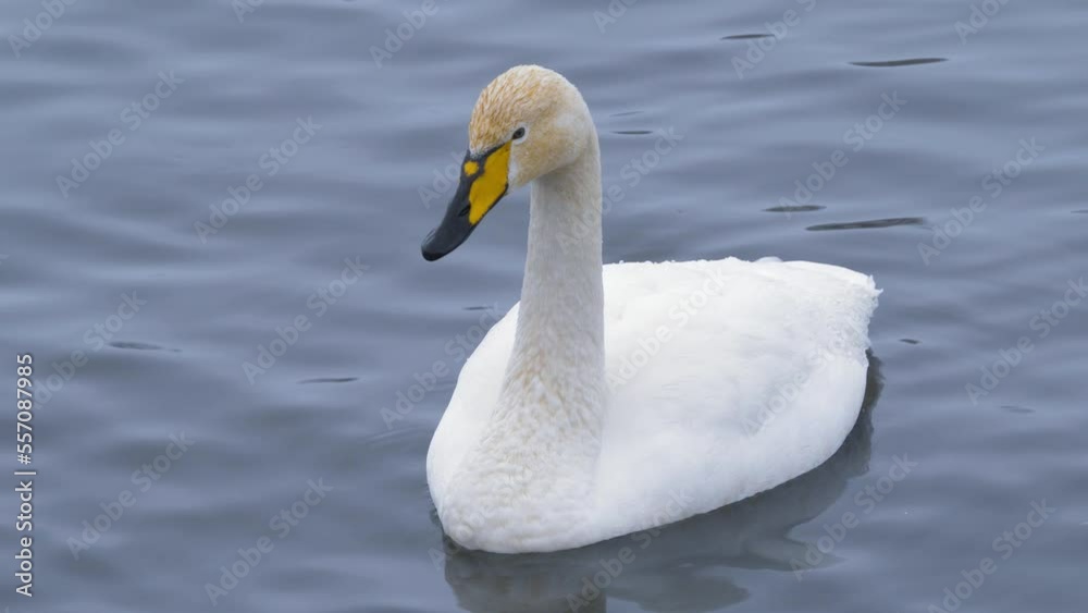 Wild whooper swans on the lake. Wild whooper swans feeding on lake in winter.