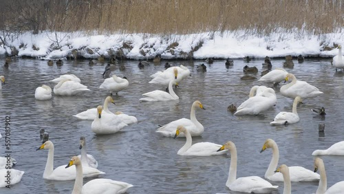 Wild whooper swans on the lake. Wild whooper swans feeding on lake in winter.