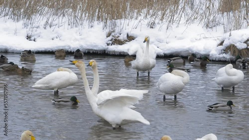 Wild whooper swans on the lake. Wild whooper swans feeding on lake in winter.