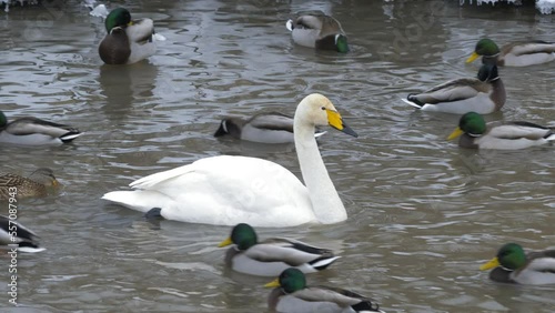 Wild whooper swans on the lake. Wild whooper swans feeding on lake in winter.