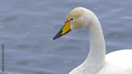 Wild whooper swans on the lake. Wild whooper swans feeding on lake in winter.