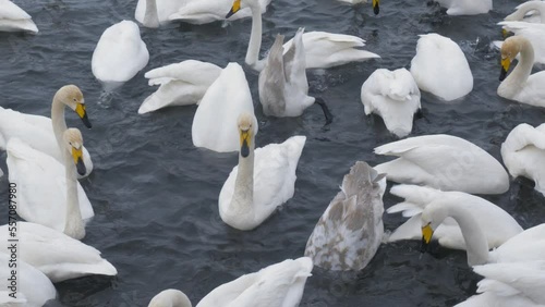 Wild whooper swans on the lake. Wild whooper swans feeding on lake in winter.