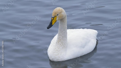 Wild whooper swans on the lake. Wild whooper swans feeding on lake in winter.