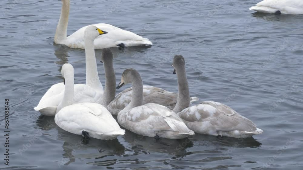 Wild whooper swans on the lake. Wild whooper swans feeding on lake in winter. Wild whooper swans on the lake. Wild whooper swans feeding on lake in winter.