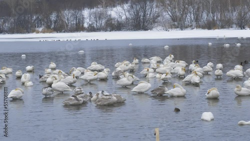 Wild whooper swans on the lake. Wild whooper swans feeding on lake in winter.