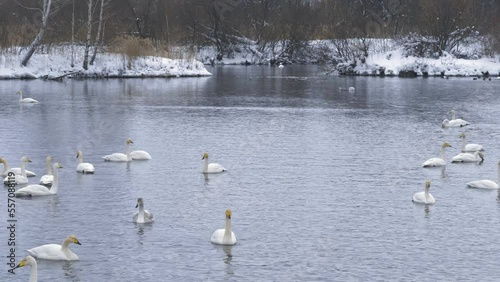 Wild whooper swans on the lake. Wild whooper swans feeding on lake in winter.