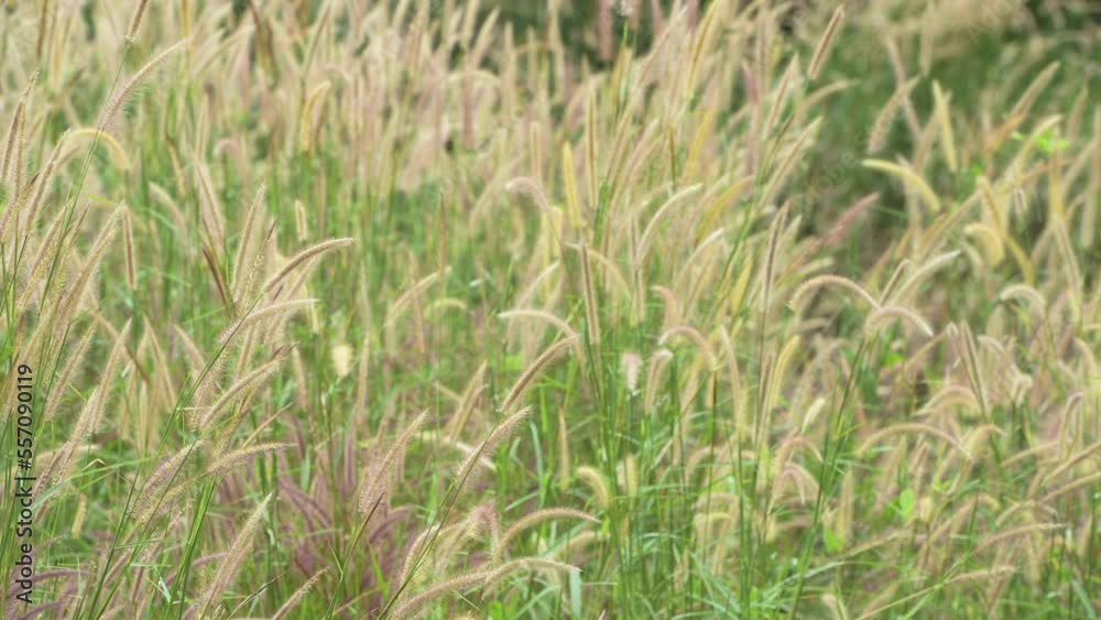Wild Reeds Grass in meadow Sway From Wind blow. White Grass flowers sway with wind in green field. Meadow Near Pond In Countryside.White reed in green background swaying like wave along wind breeze. Wild Reeds Grass in meadow Sway From Wind blow. White Grass flowers sway with wind in green field. Meadow Near Pond In Countryside.White reed in green background swaying like wave along wind breeze.