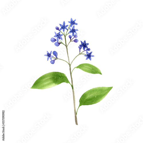 watercolor drawing plant of blue evergreen hydrangea  Chinese quinine   Dichroa febrifuga   herb of traditional chinese medicine  hand drawn illustration