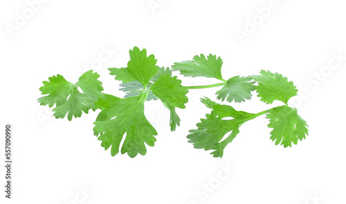 fresh green leaf coriander isolate transparent png photo
