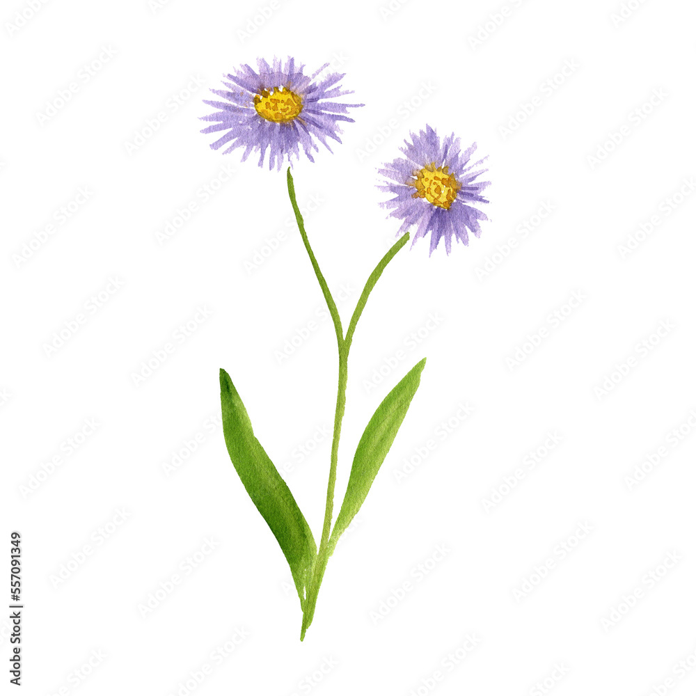 watercolor drawing flower of Aster tataricus, herb of traditional chinese medicine, hand drawn illustration watercolor drawing flower of Aster tataricus, herb of traditional chinese medicine, hand drawn illustration