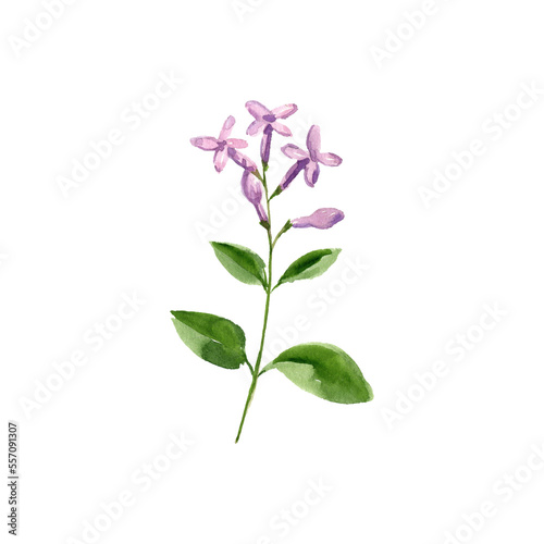 watercolor drawing plant of lilac daphne, Daphne genkwa, herb of traditional chinese medicine, hand drawn illustration photo