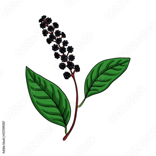 vector drawing Indian pokeweed , Phytolacca acinosa, hallucinogenic plant, herb of traditional chinese medicine, hand drawn illustration photo