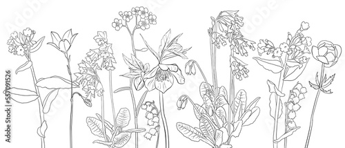vector drawing natural background with wild flowers, flowering meadow, black and white coloring page, hand drawn illustration