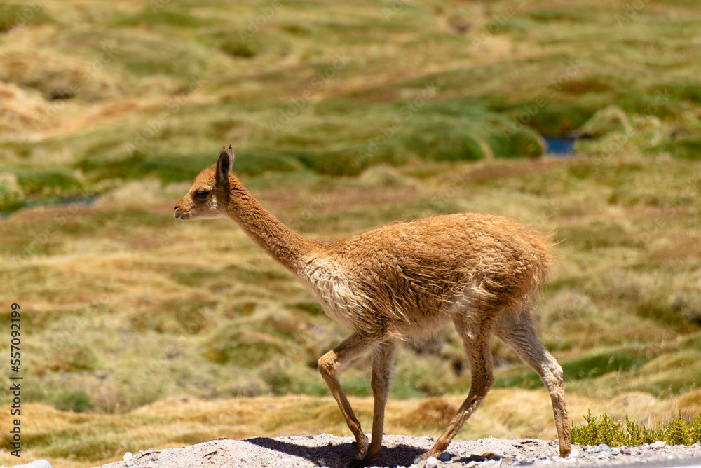 Vicuna on a promontory in the Andean plateau. Mountain and blue sky background