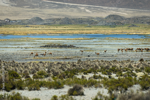 Vicuna on a promontory in the Andean plateau. Mountain and blue sky background