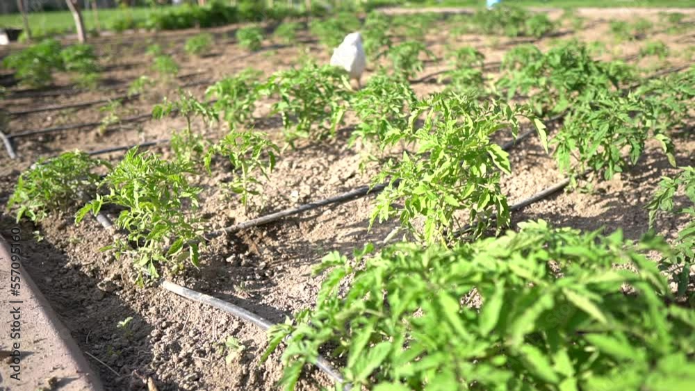 chicken in tomato garden chicken in tomato garden