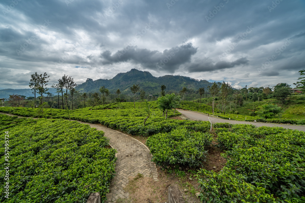 beautiful tea plantations in the mountains. Sri Lanka