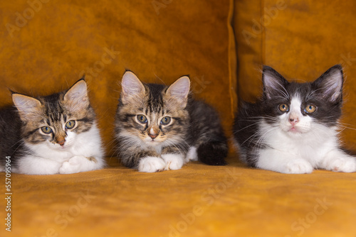 Three little cute kitten on a brown couch. Kitty siblings sitting beside and looking curious in the new world. Little cats laying on brown fabric. Adorable domestic pets. Close up on a cat family